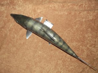 taxidermie-moulage du bonefish