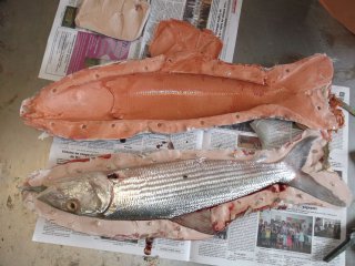 taxidermie-moulage du poisson