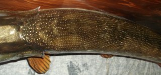 Top taxidermie des poissons