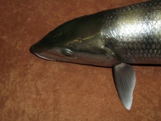 moulage du bonefish