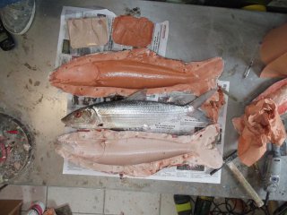 moulage du poisson