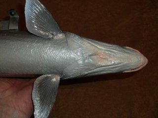 taxidermie-moulage