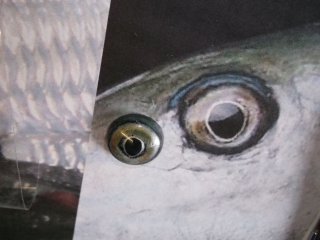 taxidermie du bonefish