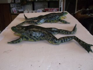 moulage amphibien, en photo