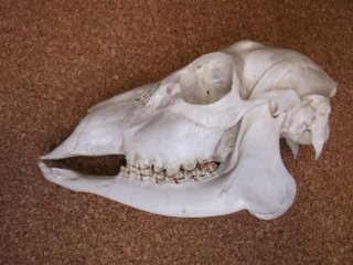 ostéologie, vente