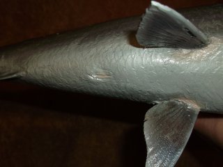 taxidermie du bonefish