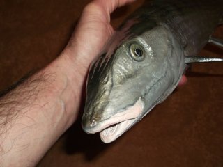 taxidermie-moulage du bonefish