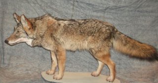 coyotte, vente