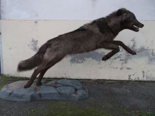 loup, vente