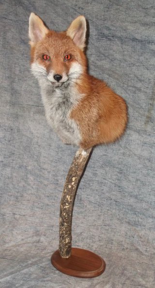 renard, vente