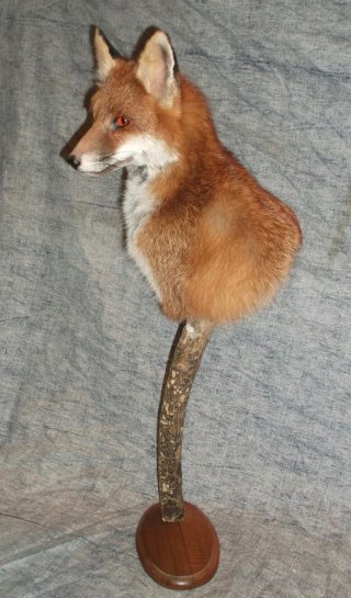renard, vente