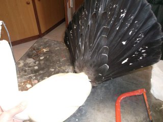 tétras et la taxidermie