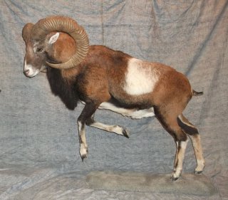 mouflon, vente