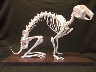 préparation ostéologique d'un mammifère