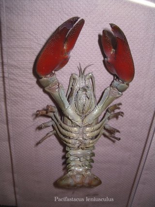 L'écrevisse signal taxidermie