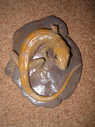gecko auratus, vente