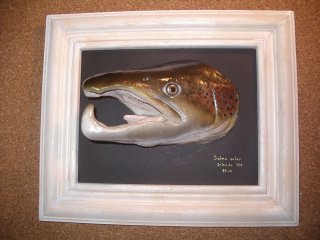 salmo salar, vente
