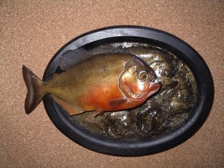 piranha, vente