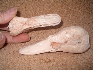 La taxidermie des oiseaux, en photo