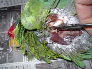 naturalisation des oiseaux, en photo