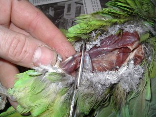 La taxidermie des oiseaux, en photos