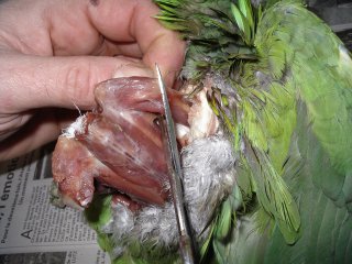 naturalisation des oiseaux