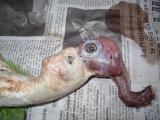 La taxidermie des oiseaux, en photos