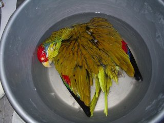 La taxidermie des oiseaux, en photos
