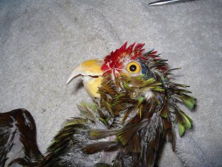 La taxidermie des oiseaux, en photos