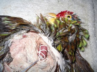 naturalisation des oiseaux