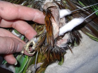 La taxidermie des oiseaux, en photos