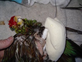 La taxidermie des oiseaux, en photos