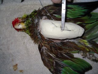 naturalisation des oiseaux