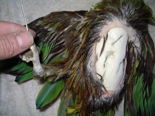 bien naturaliser un oiseaux