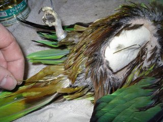 La taxidermie des oiseaux, en photos