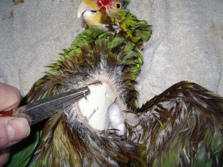 bien naturaliser un oiseaux