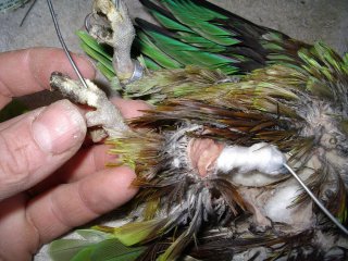 bien naturaliser un oiseaux