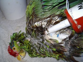 La taxidermie des oiseaux, en photos