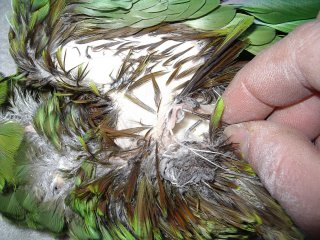 bien naturaliser un oiseaux