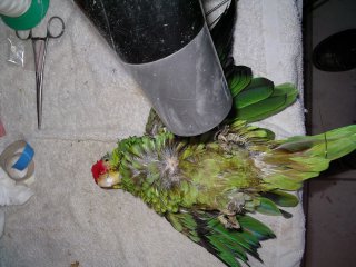 bien naturaliser un oiseaux