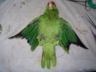 La taxidermie des oiseaux, en photos