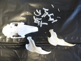 montage crane de lapin