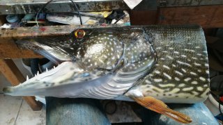 bien naturaliser une tête de poisson