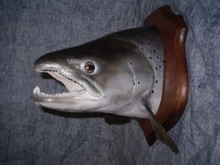 truite et taxidermie