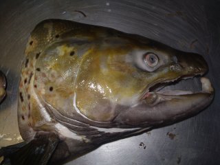 truite et taxidermie