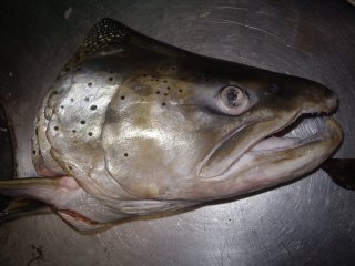 taxidermie poissons