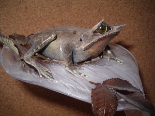 taxidermie pédagogique
