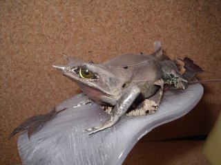 taxidermie pédagogique