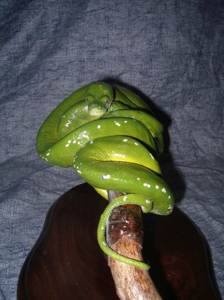 python vert, vente