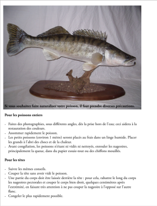 taxidermie pour les poissons